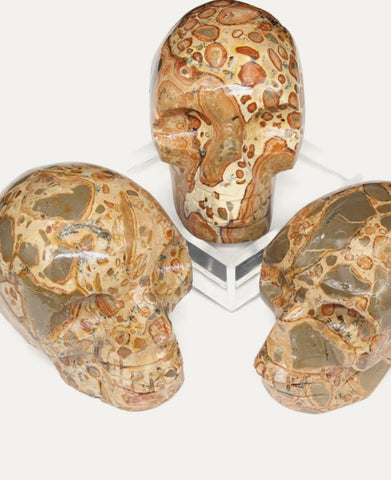 Peru Leapordite Skull