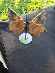 Ocean Jasper Butterfly